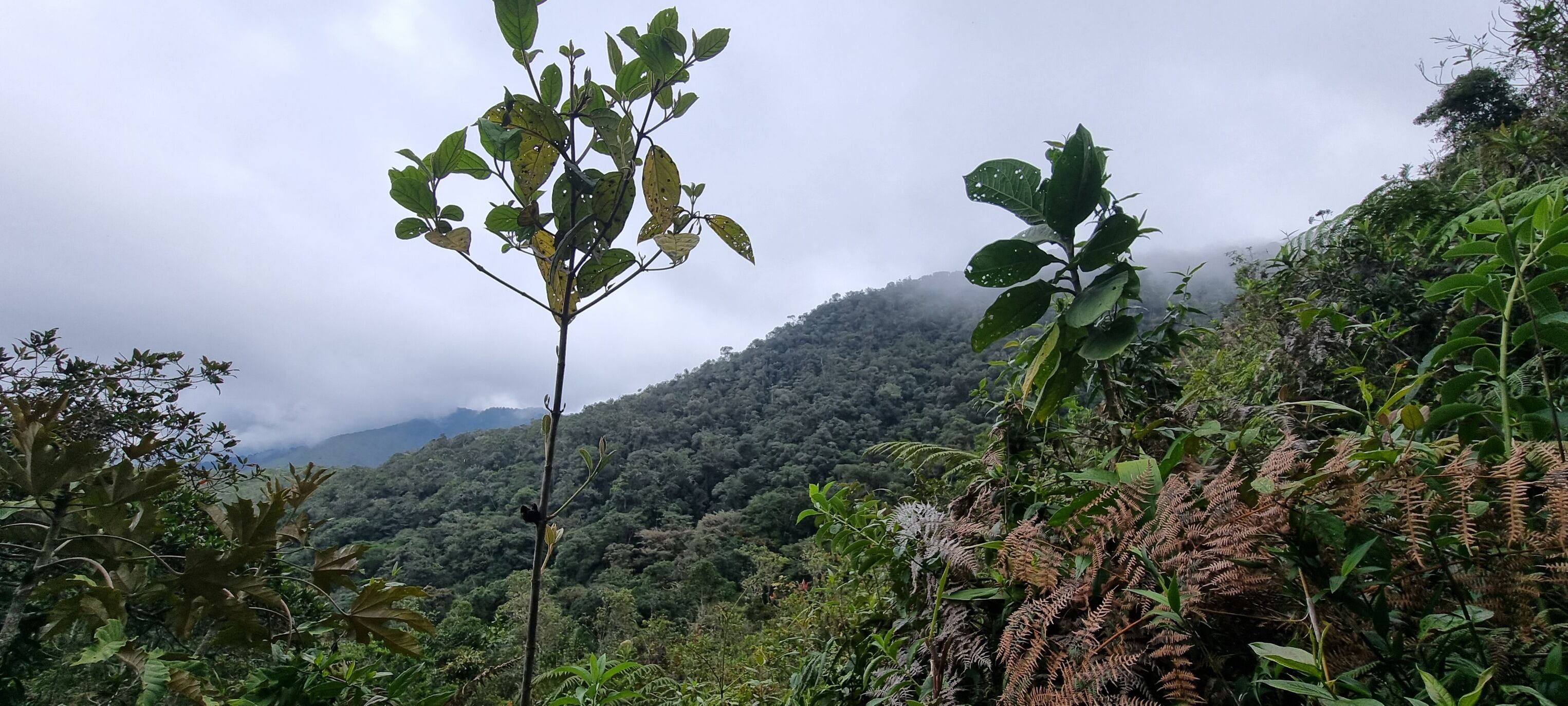 Serranía del Viento, Buriticá, Antioquia.