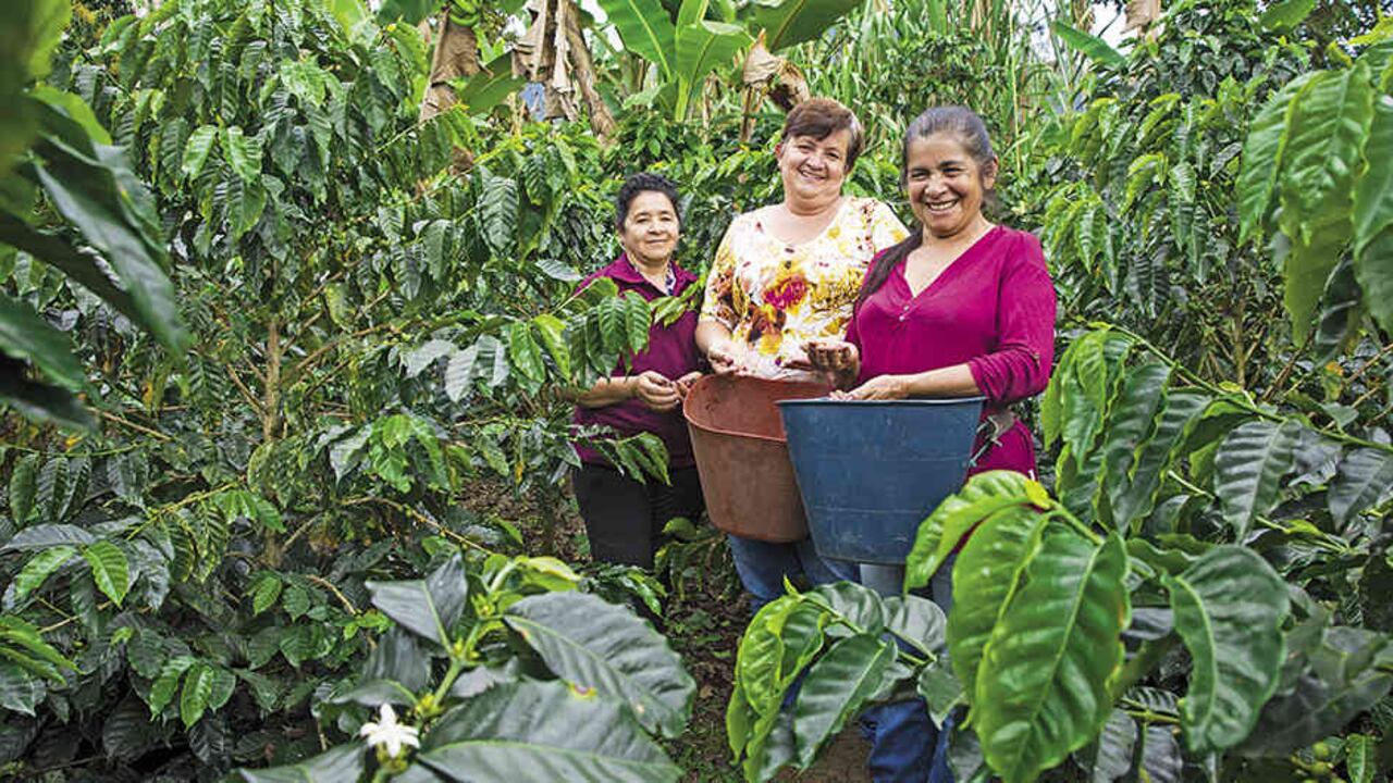 ¿Por qué los campesinos de Viotá no abandonan el café? ¿Por qué un dron paralizó la misa del domingo en Tibirita? Conózcalo en estas líneas.