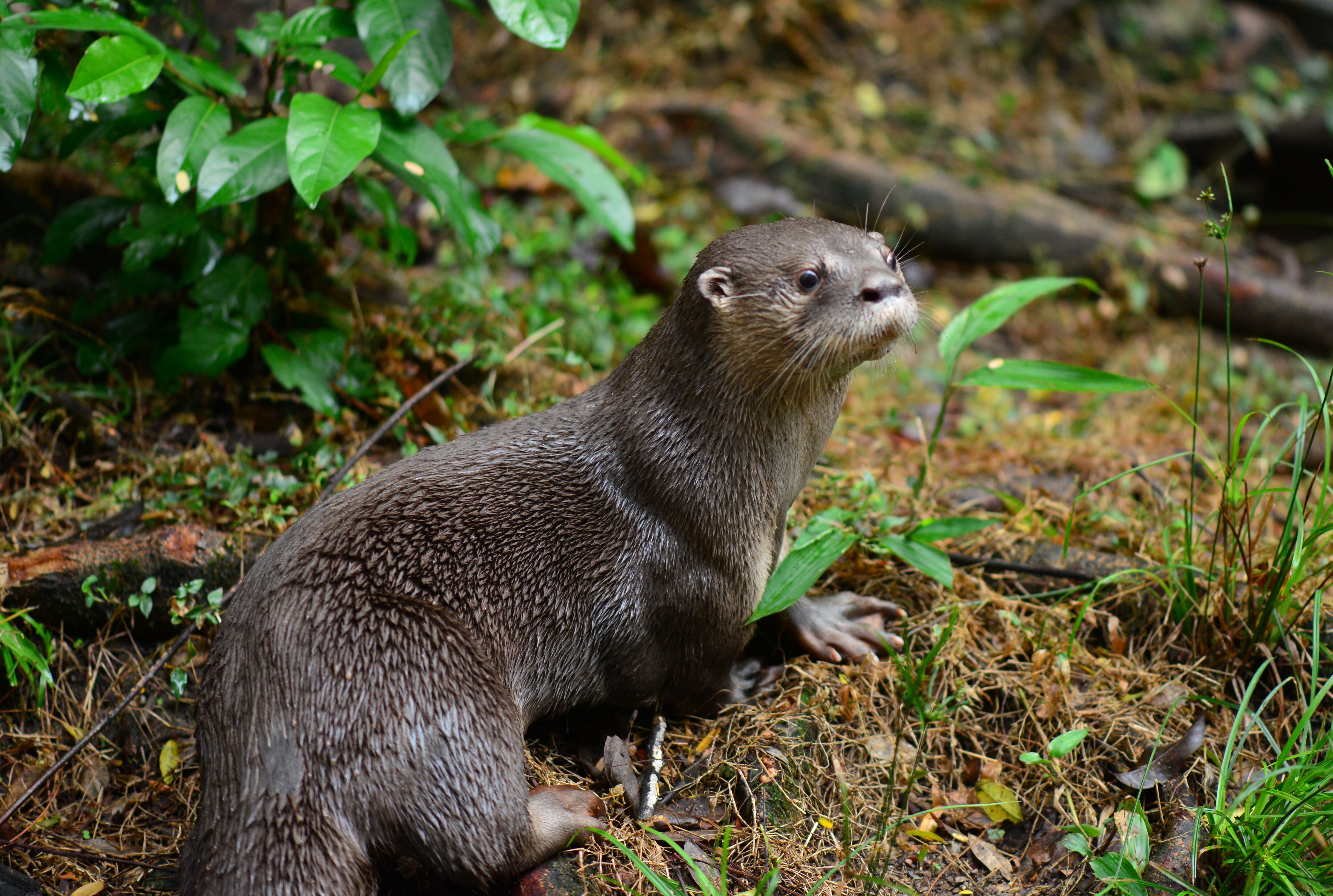Nutria neotropical, en peligro de extinción en Colombia.