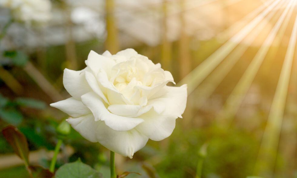 Rosas blancas