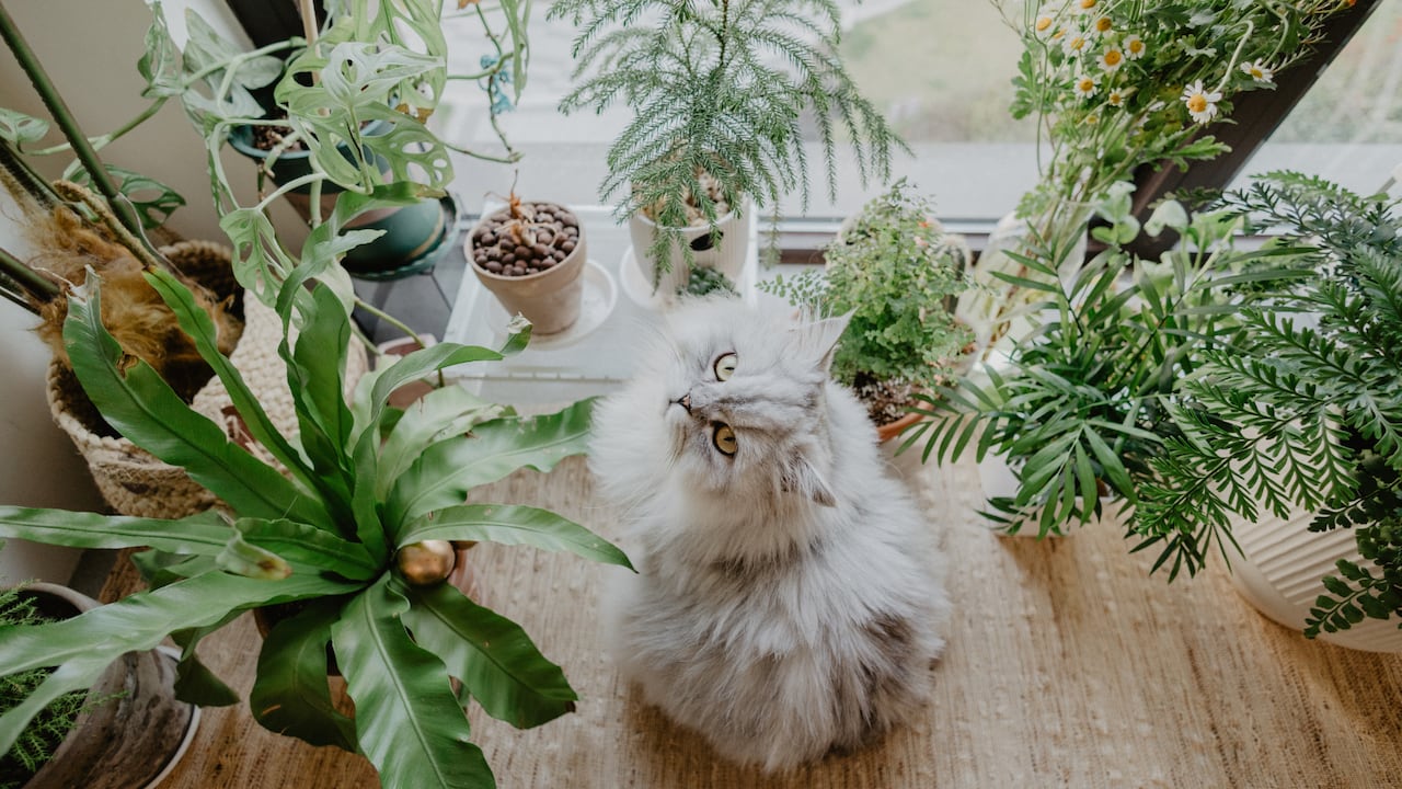 Estos consejos le servirán para tener una mejor convivencia con su felino sin que sus plantas se vean afectadas.
