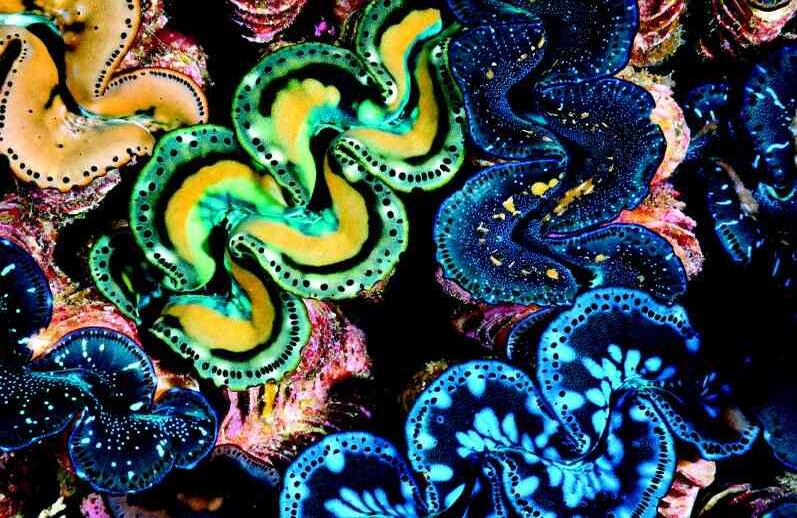 Apodado como el Jardín de Almejas por los miembros de la expedición, esta área poco profunda del arrecife está abarrotada de almejas gigantes, con sus capas de color neón brillando vibrantemente (Arrecife Kingman, 2007). FOTO: Brian Skerry/National Geographic