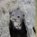 Dos de las especies más emblemáticas de Colombia serán estudiadas en el municipio de Puerto Gaitán.