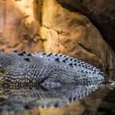 Cocodrilos africanos pudieron haber llegado a América arrastrados por las corrientes del océano Atlántico, según estudio. Foto ilustración: Pixabay.