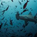 Por ahora se desconoce qué tipo de tiburón atacó a la joven.