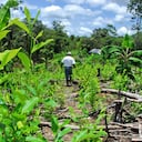 De acuerdo con especialistas en el manejo y medición de cultivos ilícitos, las cifras que revelarían los estudios para Colombia durante el 2016 podría ser aún mucho más alarmantes.
