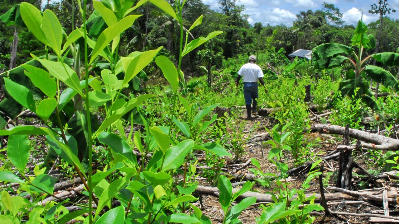 Cultivos ilícitos en el país.