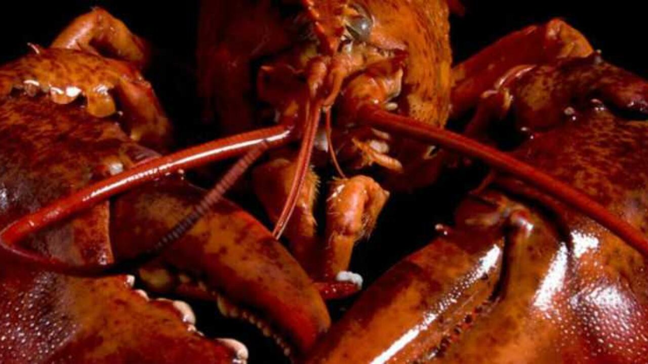 La venganza es dulce: se volvió inalcanzable para los que la despreciaban.