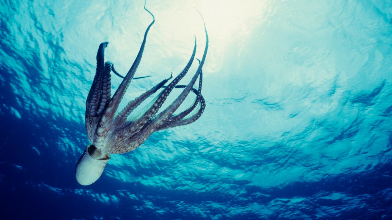 Los pulpos se han visto afectados por la acción directa de los seres humanos y la contaminación que dejan en su paso por ecosistemas marítimos, según investigación.