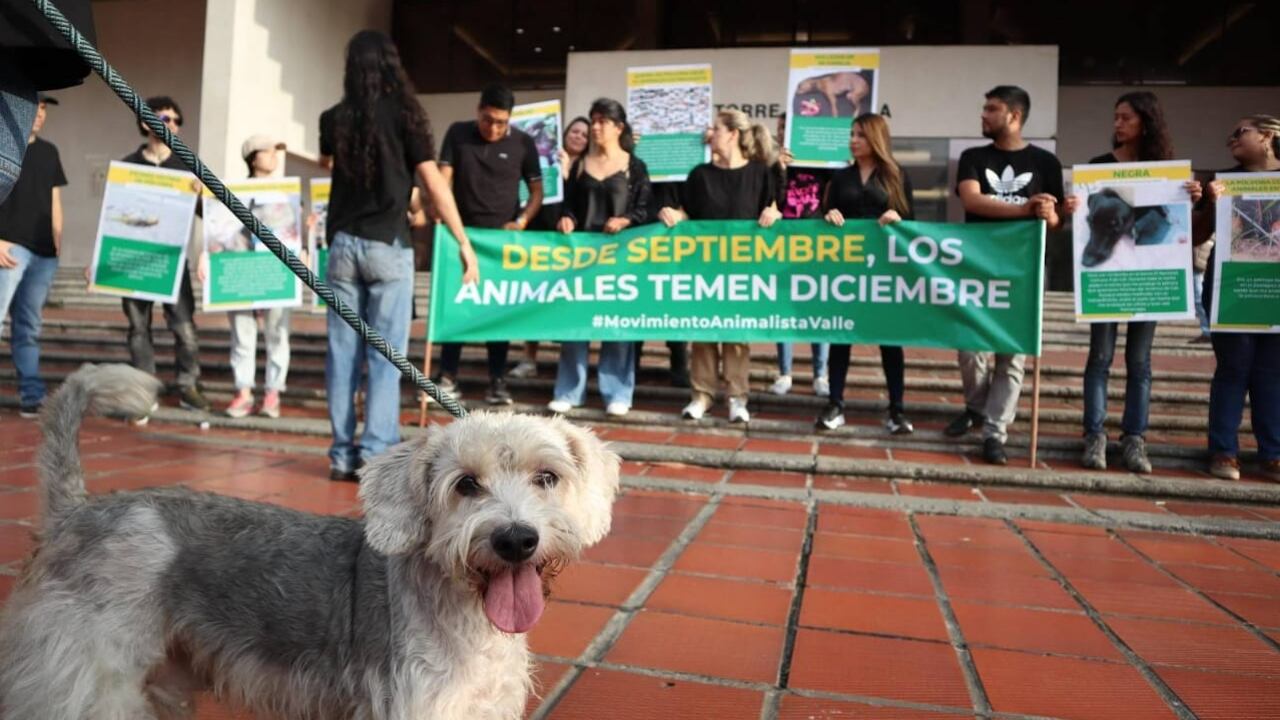 Diferentes organizaciones han luchado en los últimos años por la protección de los animales.