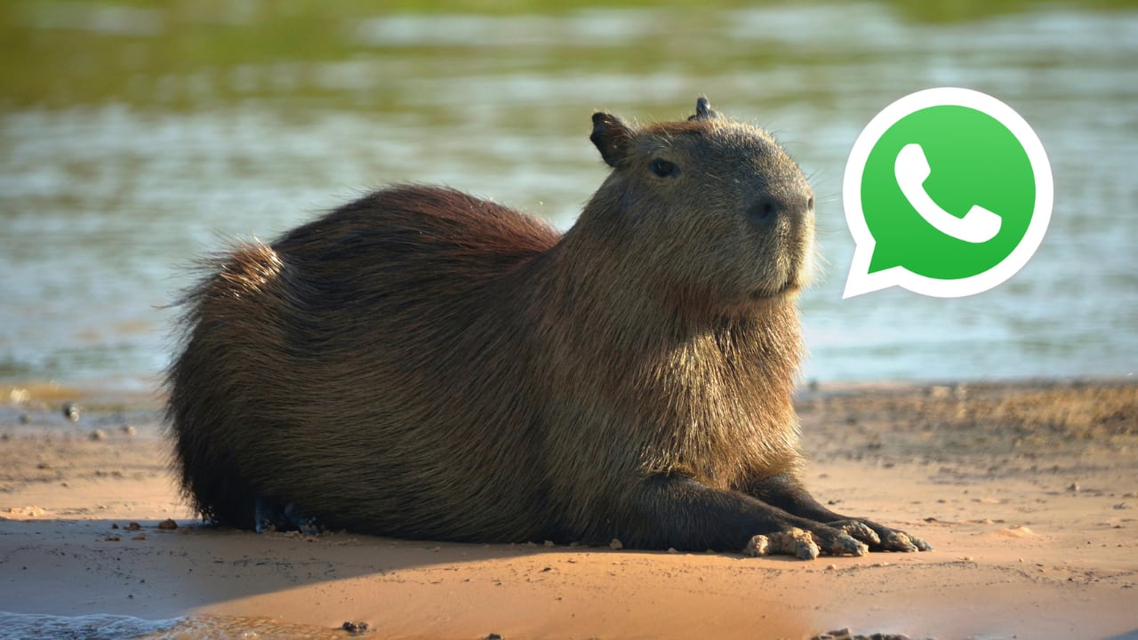 El capibara, símbolo de calma y buena energía, ahora puede protagonizar WhatsApp con un fondo personalizado y un ícono temático.