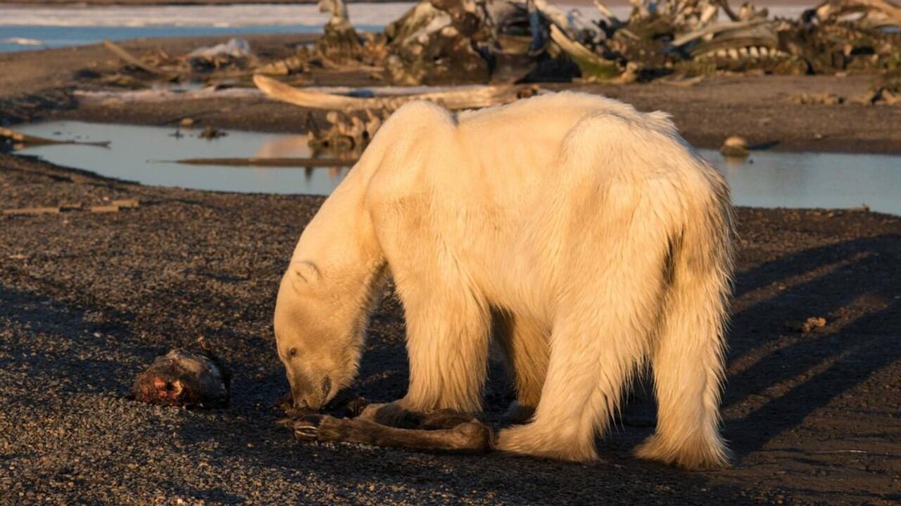Los resultados de este estudio no se aplican en todas partes; en otras regiones, hay osos polares flacos y desnutridos.