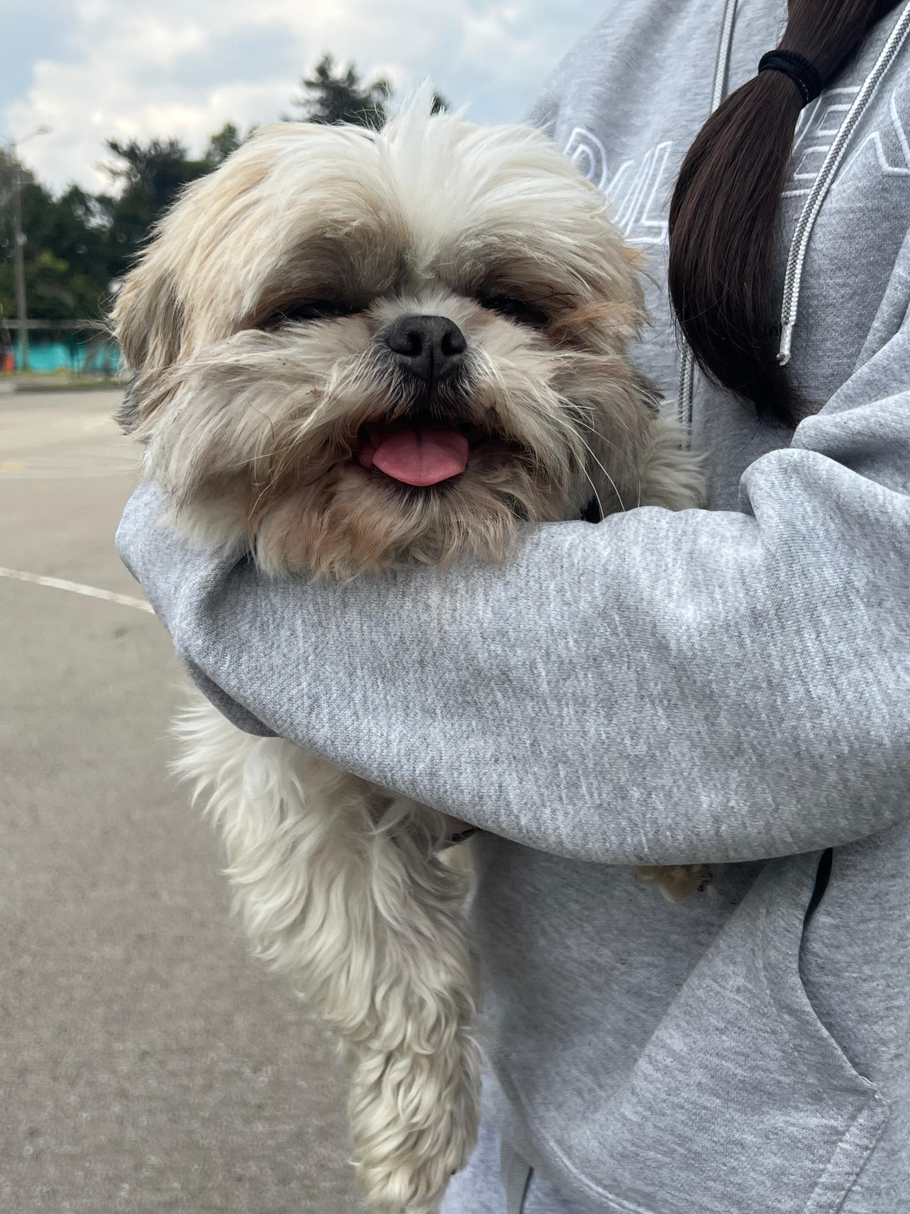 El perrito es de tamaño pequeño, manchas beige y pelaje blanco, con ojos color marrón.
