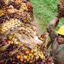 La palma está en las zonas más complicadas del país, como el Catatumbo o María La Baja, donde entrega servicios, empleos y productividad.