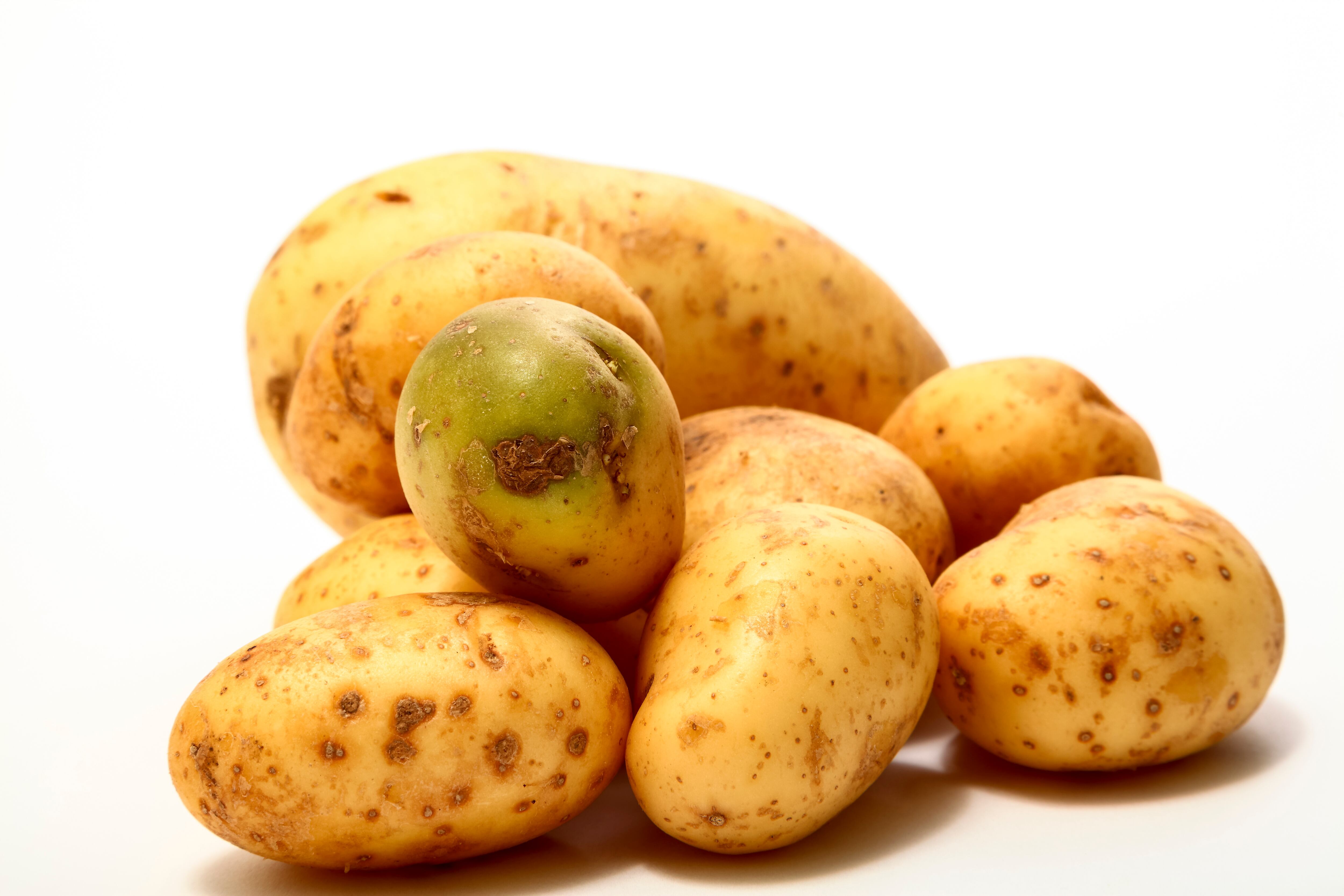 Papa con solanina, un alcaloide tóxico