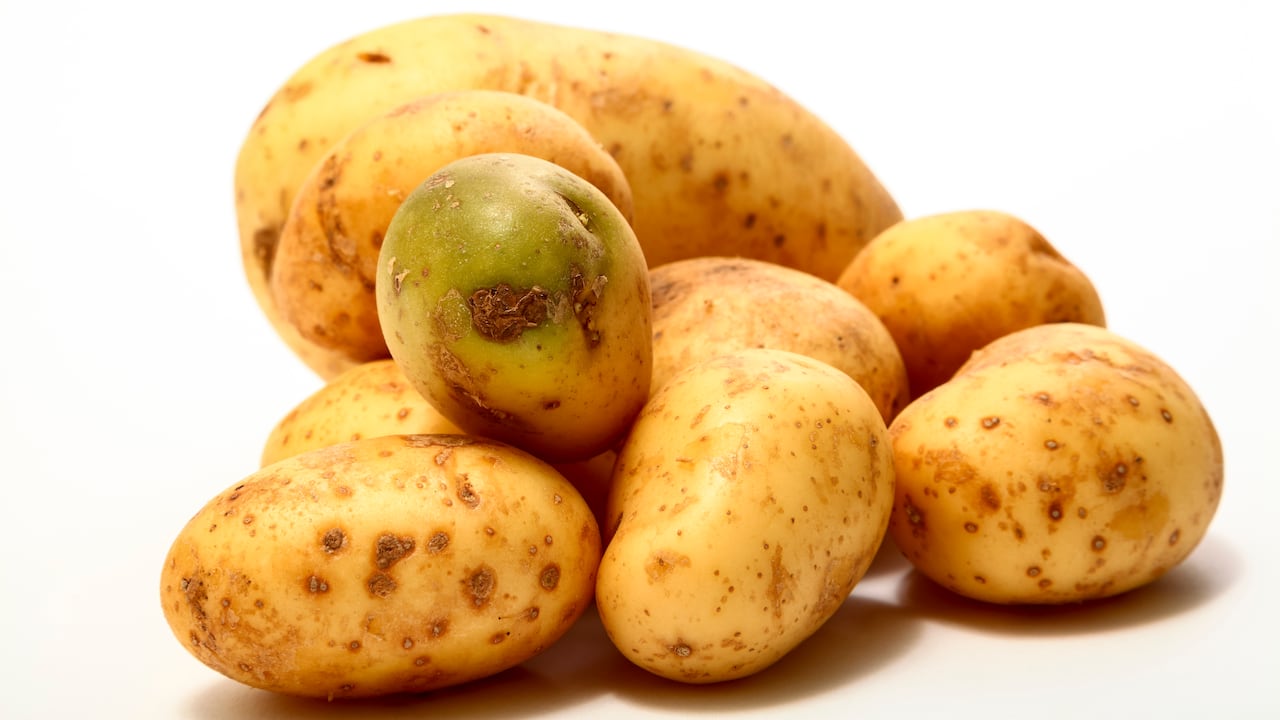 Papa con solanina, un alcaloide tóxico