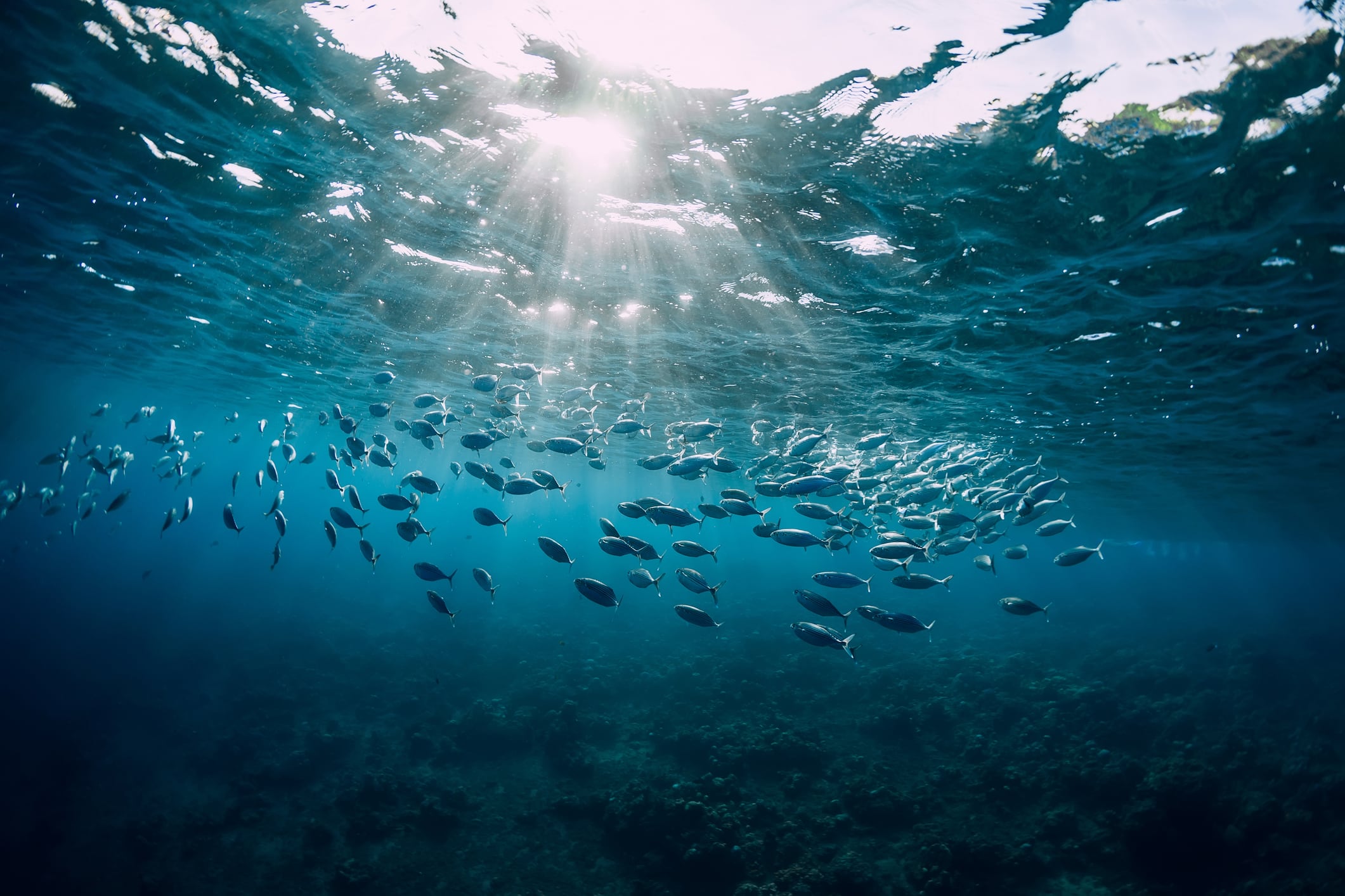 La sobrepesca estaría acelerando la desaparición de peces clave en la dieta mundial.