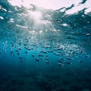 La sobrepesca estaría acelerando la desaparición de peces clave en la dieta mundial.