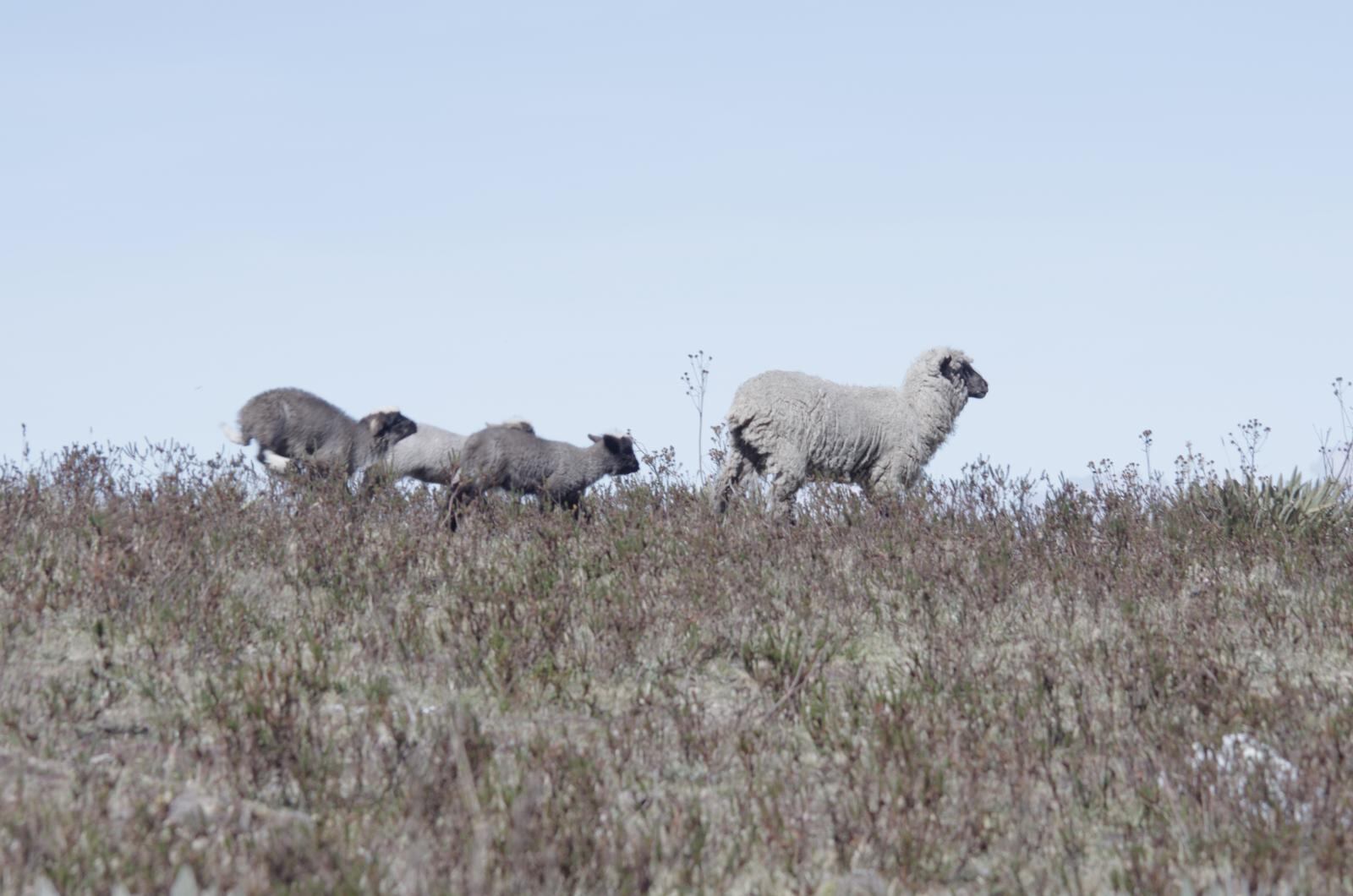Las ovejas son animales muy comunes en las granjas europeas y americanas.