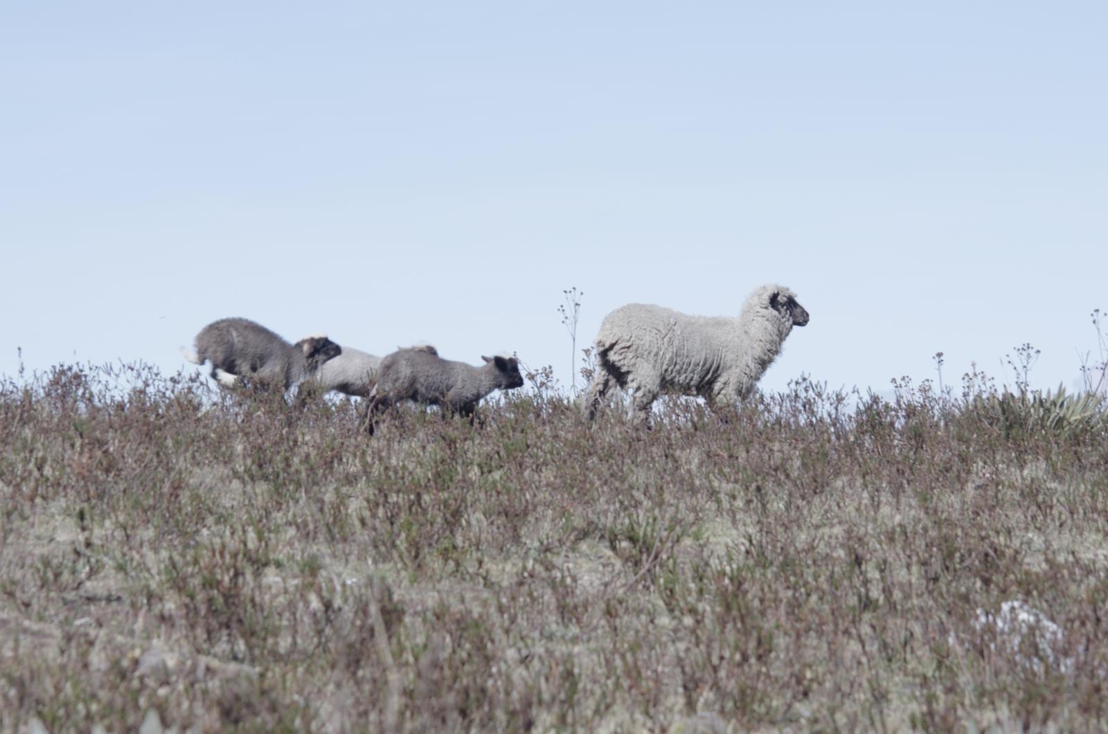 El hecho ha causado consternación en la región.