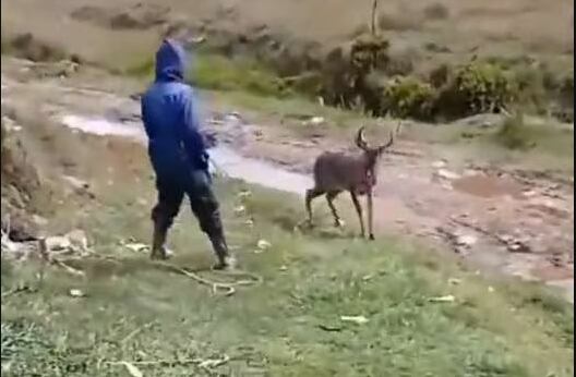 El venado, al parecer, estaría siendo domesticado.