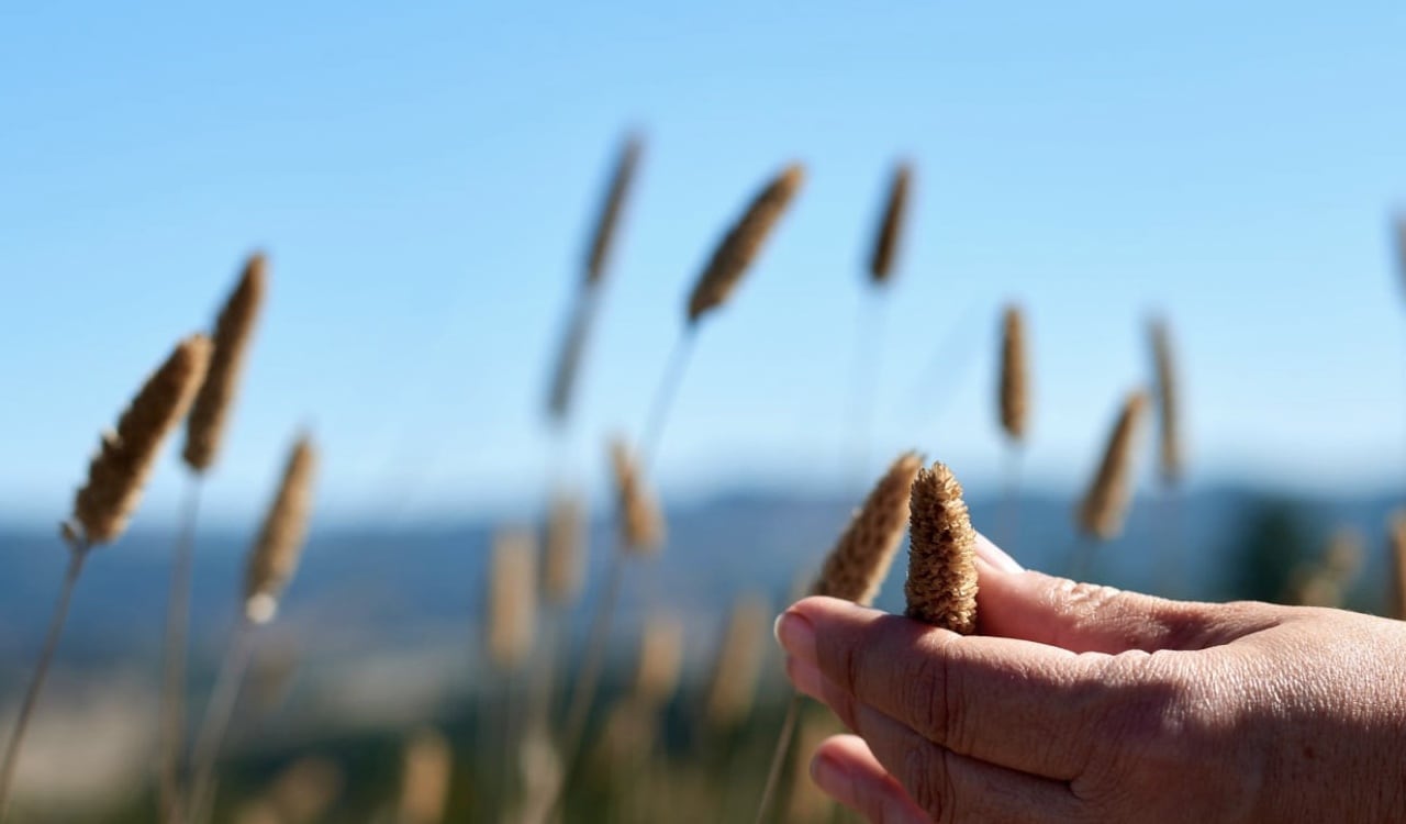 Los cereales son necesarios en la dieta de cada persona