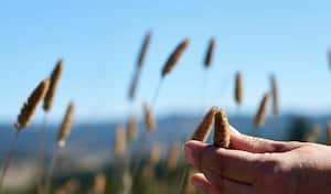 Los cereales son necesarios en la dieta de cada persona