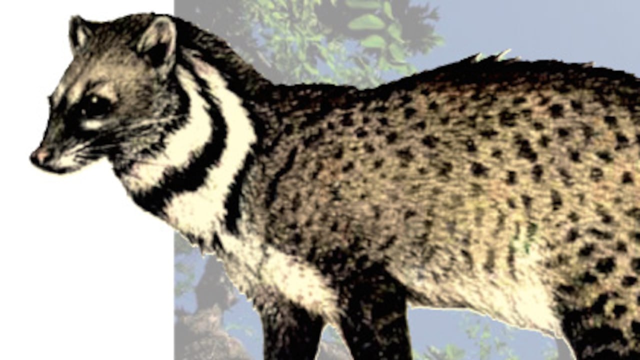 Un 'civet' (civeta, en español) es un mamífero que habita las regiones de Asia y África. Tiene apariencia de gato, cola larga y es de color cenizo.