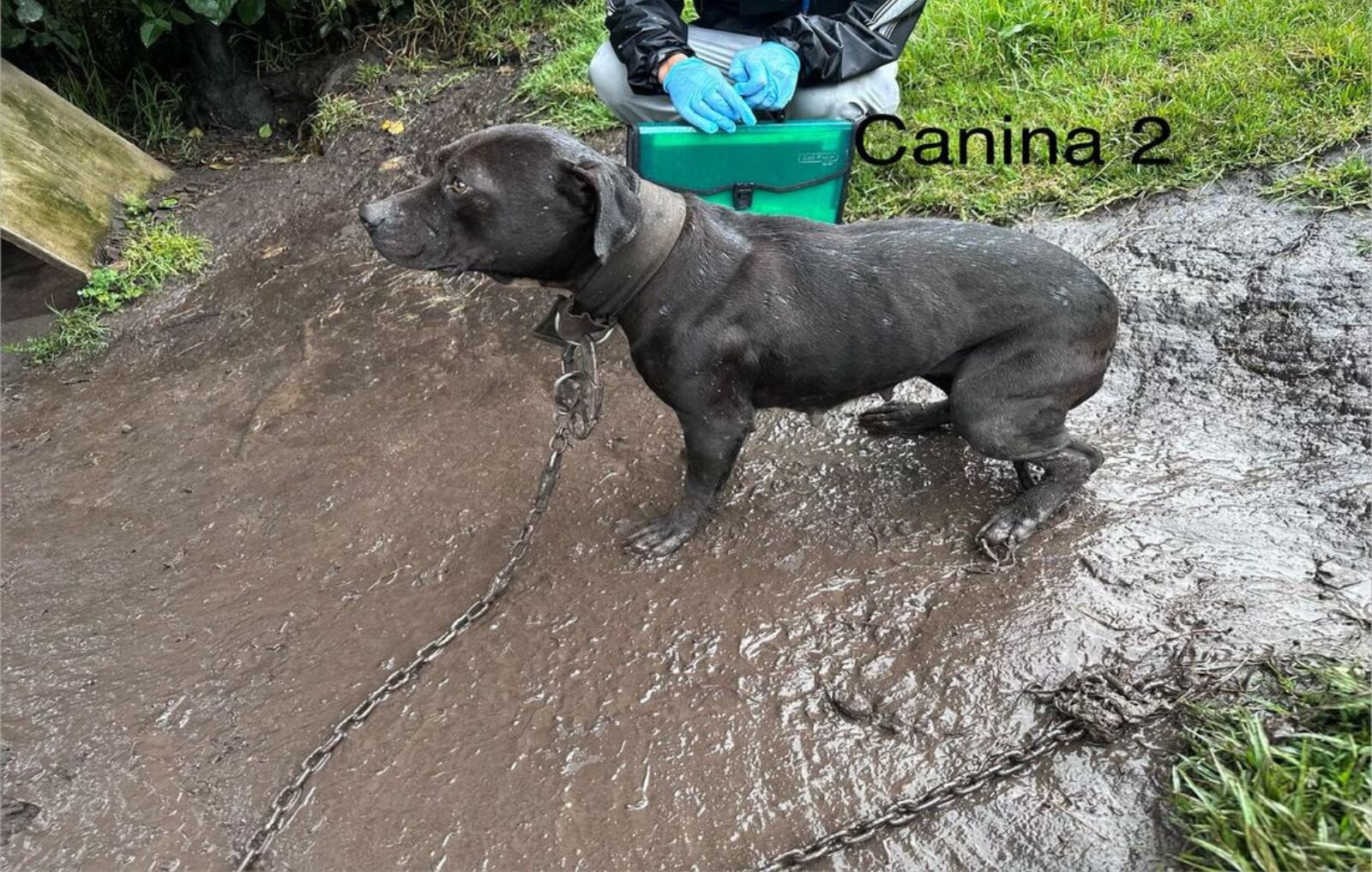 Policía rescata a animales en estado de desnutrición y abandono