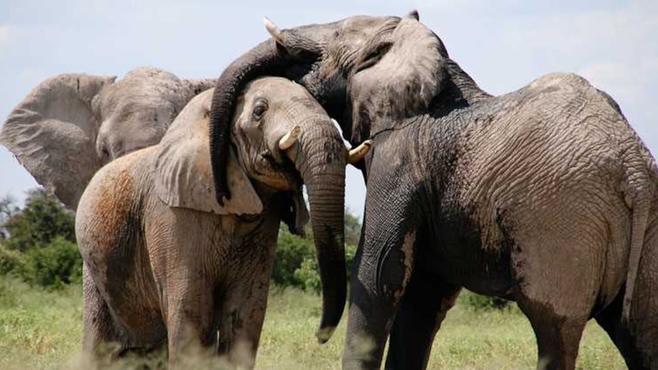 El planeta ha perdido a 352,271 elefantes en los últimos años.