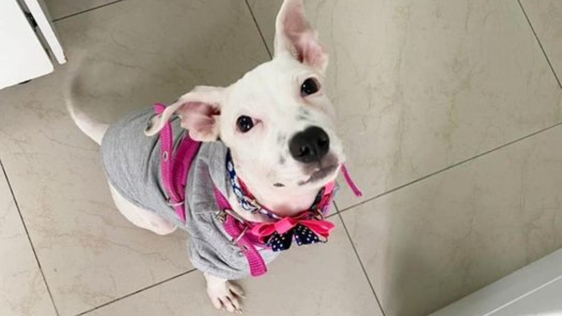 Vida llegó a la Fundación Adopta No Compres agonizando. Fue resactada luego der ser lanzada dentro de un costal, a una zanja en medio de la carretera en el Atlántico.