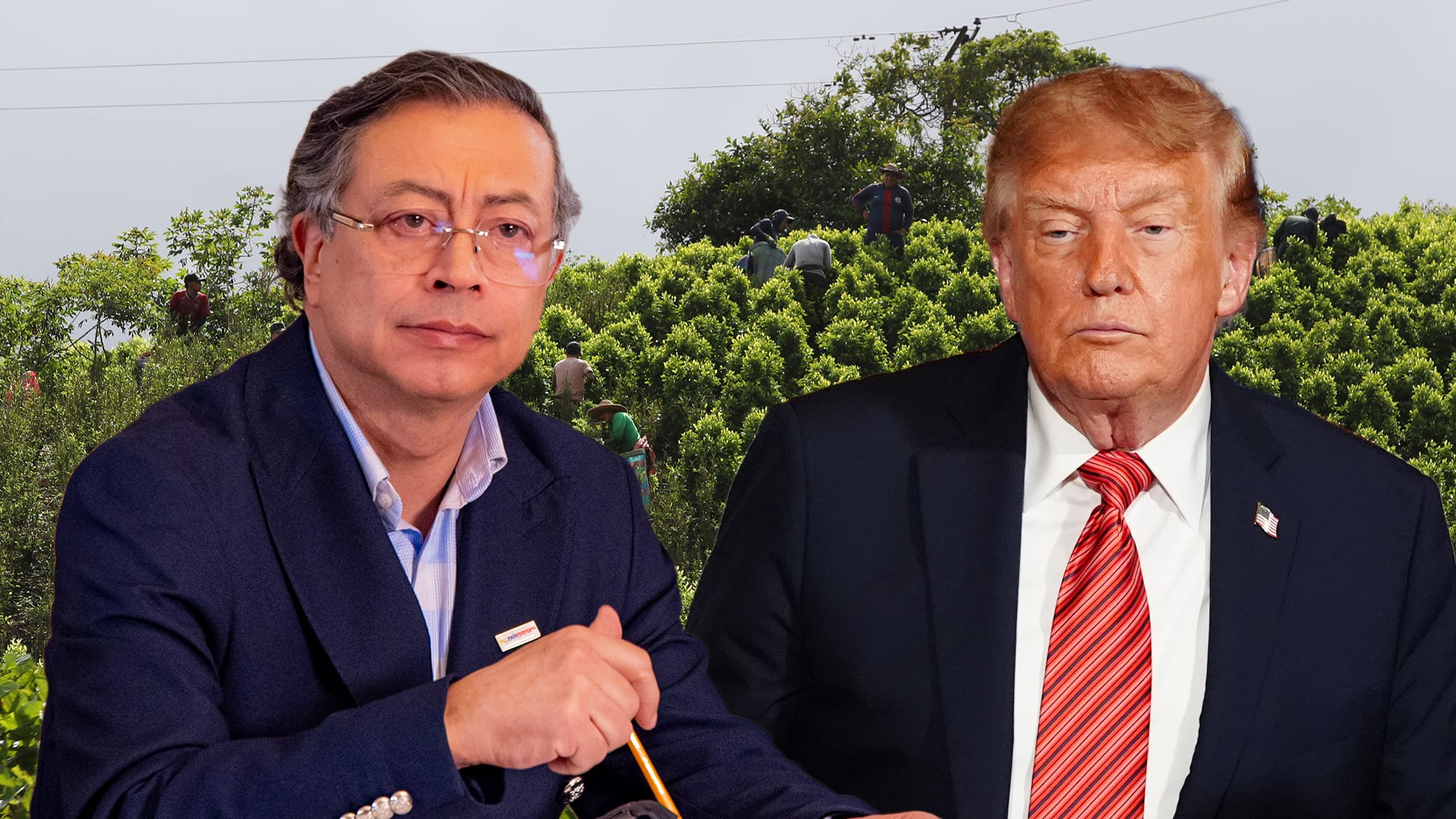 Donald Trump Cultivos coca