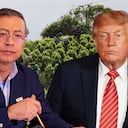 Donald Trump Cultivos coca