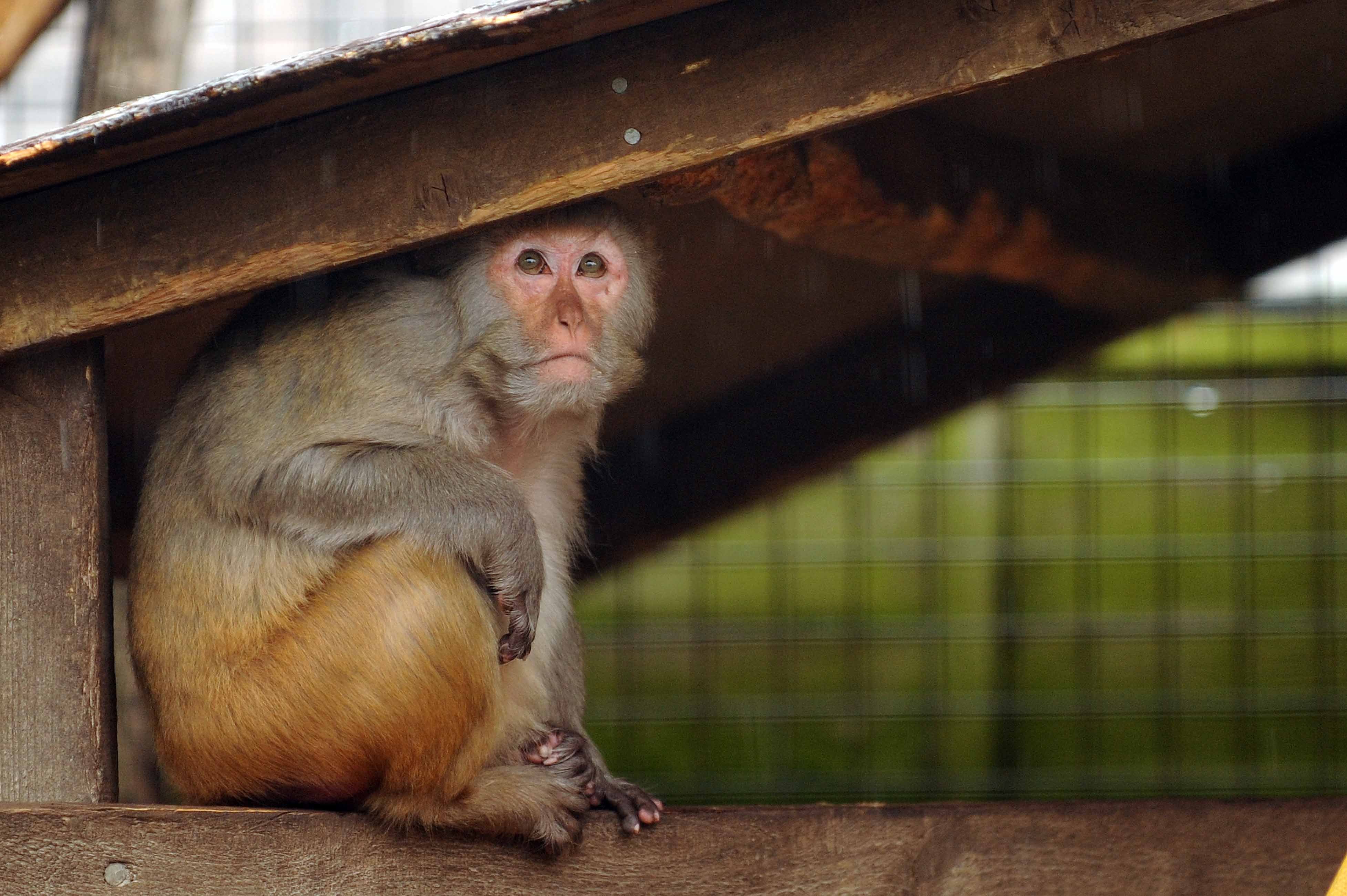 Los macacos rhesus no solo son animales resilientes y adaptables, sino que también han hecho una gran contribución a la ciencia