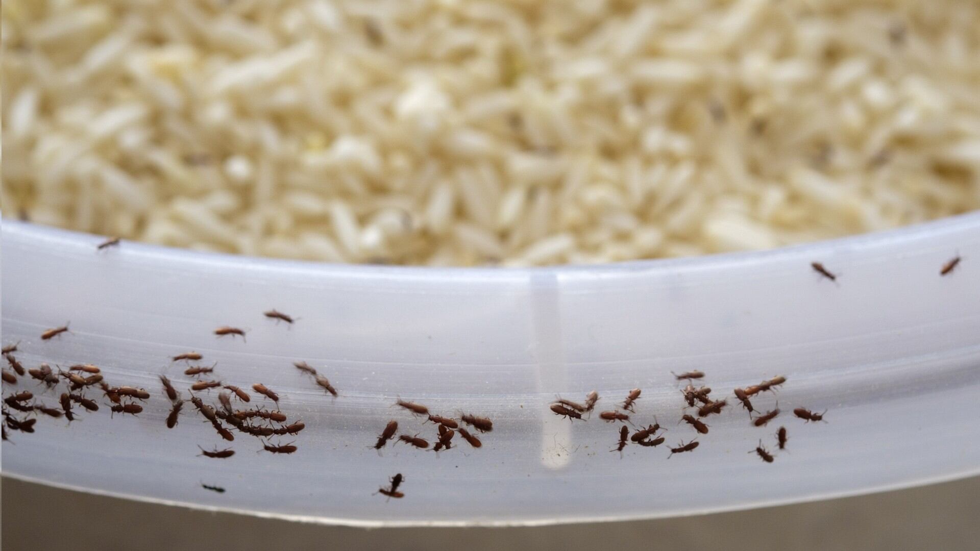 Los gorgojos son un tipo de escarabajo plaga.