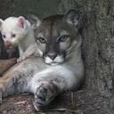 La mutación genética de este puma ha causado asombro en la región.