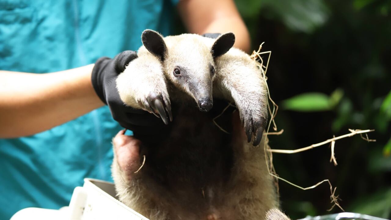 Extraer animales silvestres es un delito ambiental y genera desequilibrio en los ecosistemas.