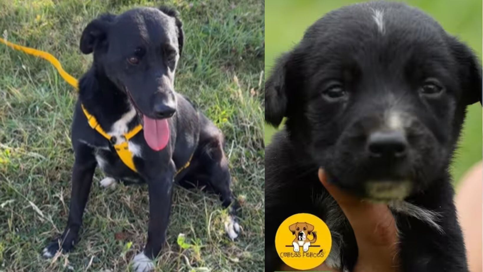 Negro lleva cinco años en la fundación.