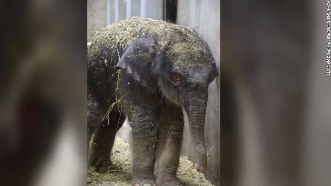 Avi murió a cuando apenas tenía 27 días de nacido. Foto: Josh Sindey/Zoológico de San Luis.