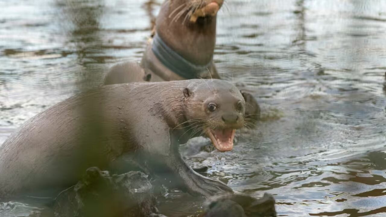 La confirmación de su regreso reabre una historia marcada por la caza y la pérdida ambiental.