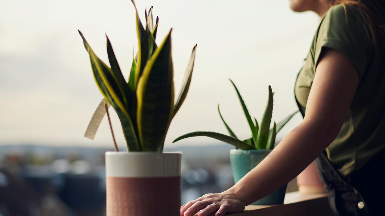 Se cree que la presencia de esta planta ayuda a armonizar el flujo energético (chi), protegiendo el ambiente y favoreciendo la abundancia.