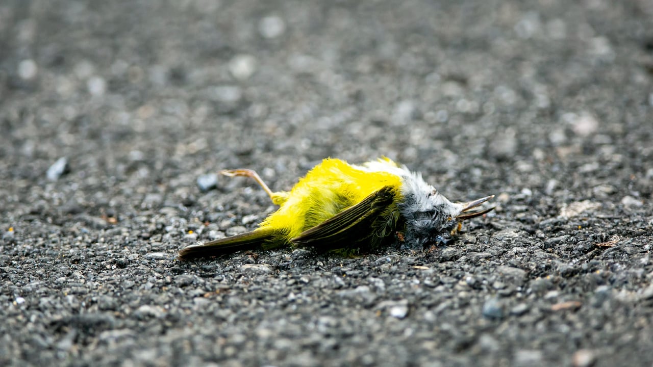 Este es el misterio que hay detrás de encontrar un pájaro muerto.