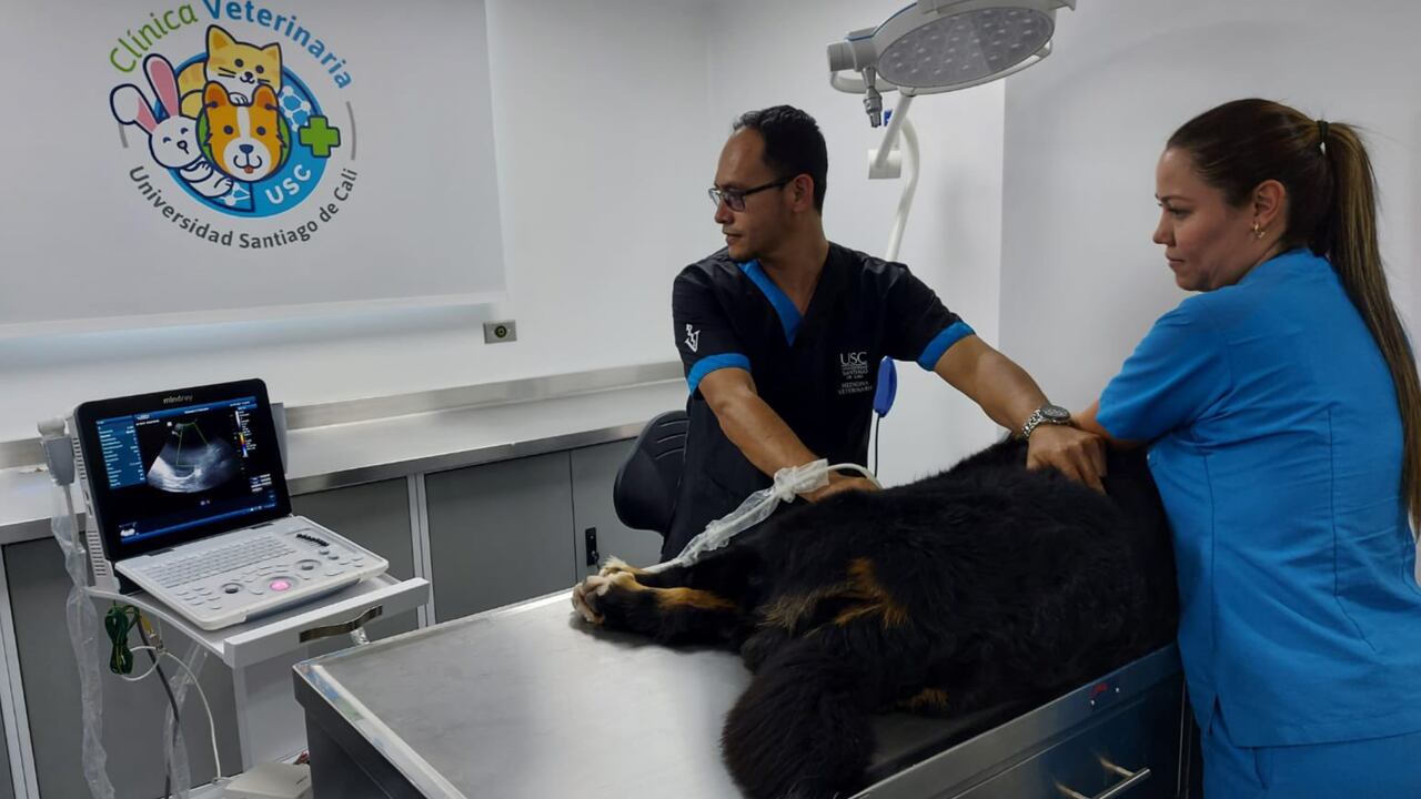 Centro veterinario inaugurado en Cali en honor a Wilson, la mascota que ayudó en la búsqueda de los cuatro menores desaparecidos en la selva.