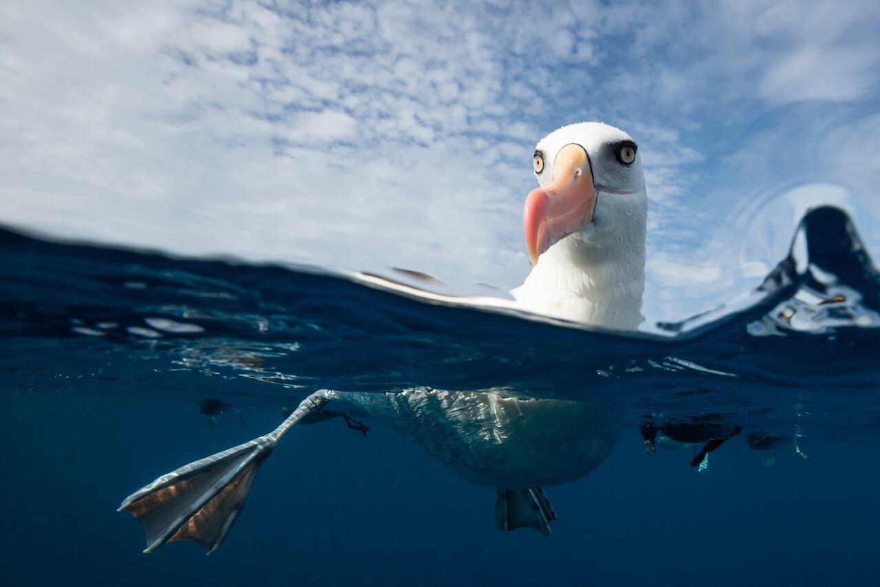 Image was taken in the Pacific Ocean offshore from New Zealand's North Island.