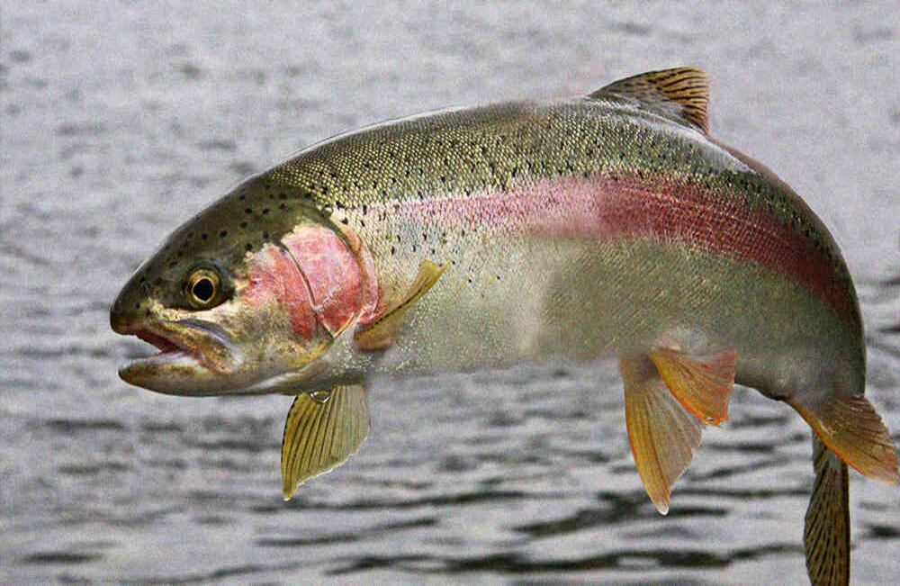 Los agricultores de San Vicente del Caguán (Caquetá) tienen la meta de producir 1,8 toneladas de trucha arco iris al año. Foto: Archivo Particular