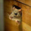 Plaga de roedores en el hogar.