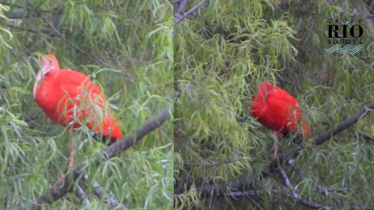 El ibis escarlata ahora cuenta con registros en dos zonas de Bogotá. Fotos: Jerson Cárdenas (publicadas por la SDA).