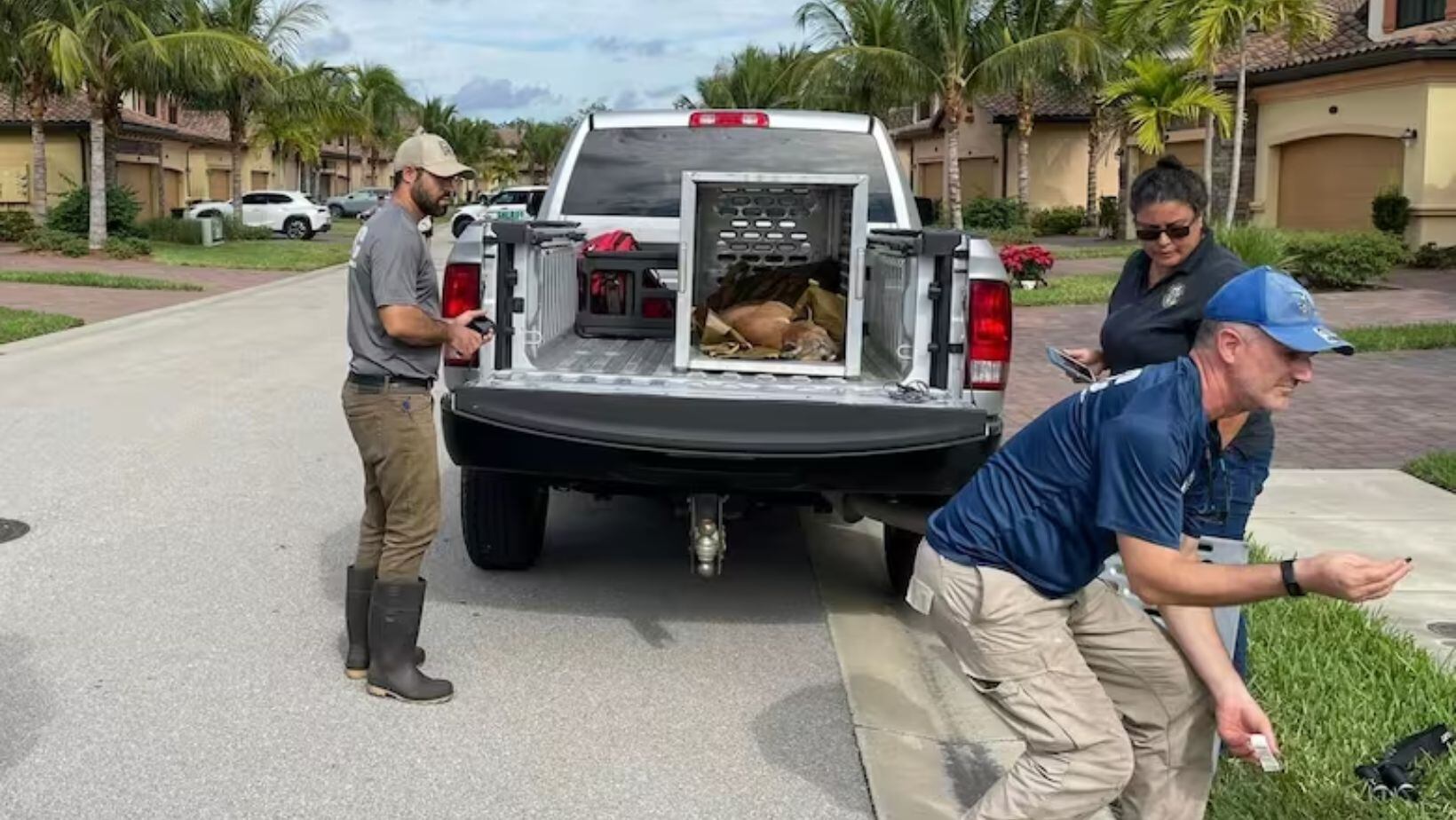 Confunden a gato con un puma en Florida: dormía en un jardín