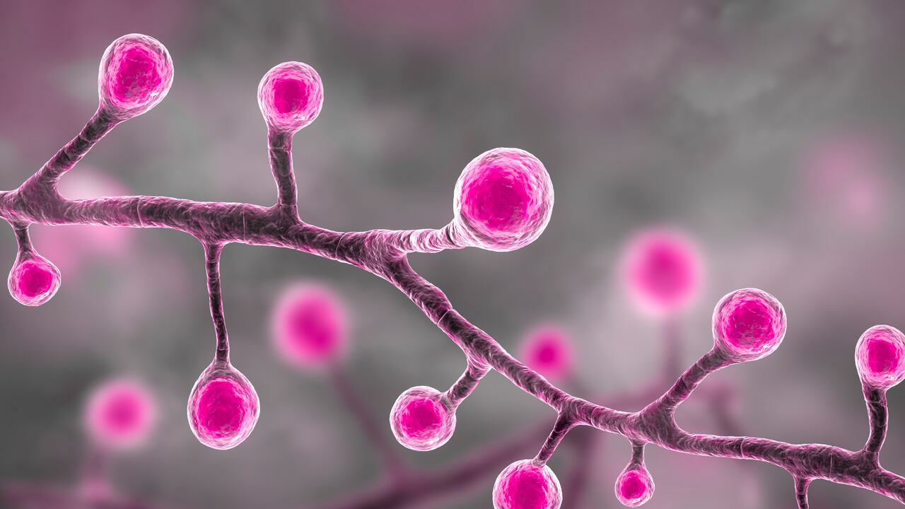 El hongo puede llegar a afectar los pulmones gravemente.