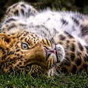 Este juguetón leopardo fue fotografiado jugando con un trozo de madera en el Canada’s Granby Zoo. Fotografía: JEAN-FRANCOIS BEAUDRY